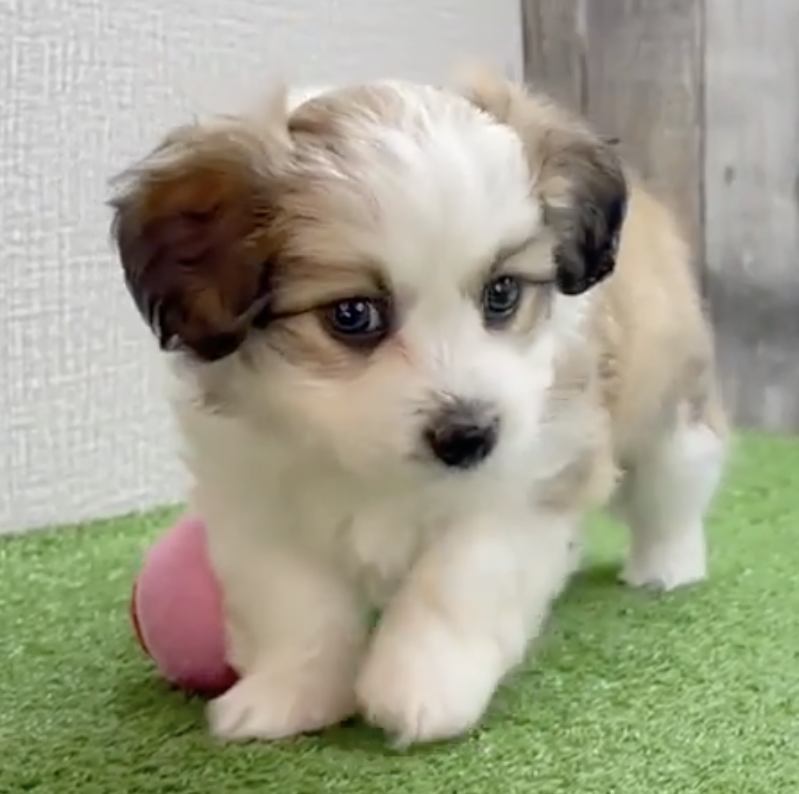 tricolor aussiechon puppy sitting next to a pink ball